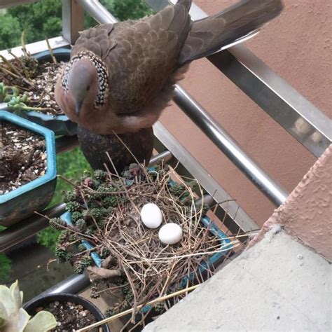 斑鳩築巢下蛋風水|珠頸斑鳩來我新家築巢